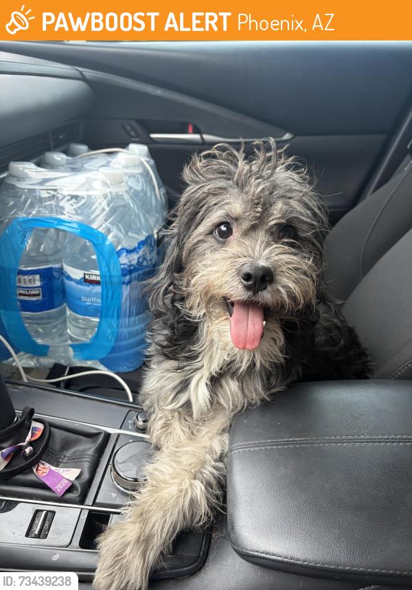 Found/Stray Male Dog last seen Walmart central and dunlap, Phoenix, AZ 85021