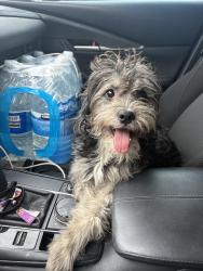 Found/Stray Male Dog last seen Walmart central and dunlap, Phoenix, AZ 85021