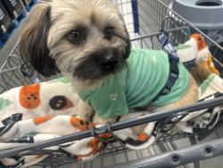 Lost Male Dog last seen Burton St and California, Riverside, CA 92505