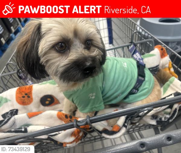 Lost Male Dog last seen Burton St and California, Riverside, CA 92505