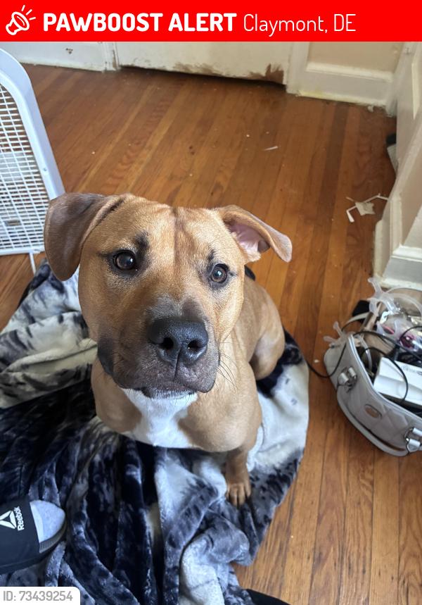 Lost Female Dog last seen Wawa, Claymont, DE 19703