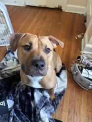 Lost Female Dog last seen Wawa, Claymont, DE 19703