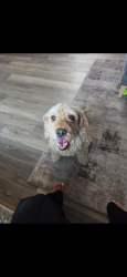 Lost Male Dog last seen Palmer park and powers, Cimarron Hills, CO 80951