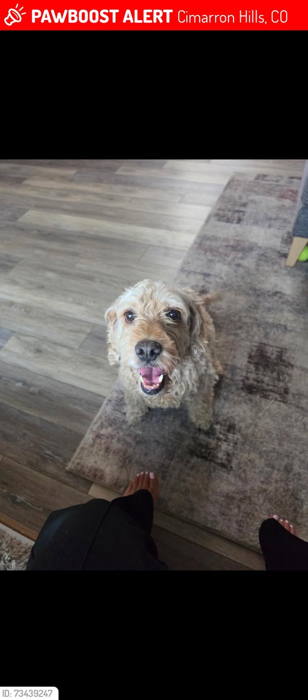 Lost Male Dog last seen Palmer park and powers, Cimarron Hills, CO 80951