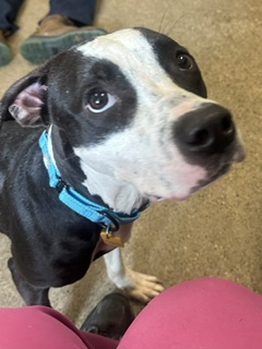 Shelter Stray Male Dog last seen Near Ansel, 5th District, OH, 9203 Detroit Ave, Cleveland, OH 44102, USA