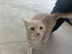 Found/Stray Unknown Cat last seen Cherry and Foxworthy, San Jose, CA 95125