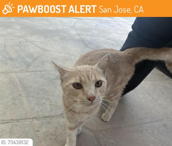 Found/Stray Unknown Cat last seen Cherry and Foxworthy, San Jose, CA 95125