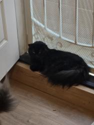 Reunited Male Cat last seen La Palma Community Center, La Palma, CA 90623