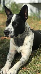 Lost Male Dog last seen Near Edgecombe St, Rocky Mount, NC 27801, Rocky Mount, NC 27801