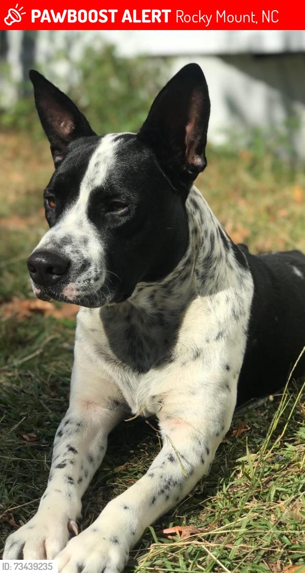 Lost Male Dog last seen Near Edgecombe St, Rocky Mount, NC 27801, Rocky Mount, NC 27801