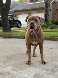 Found/Stray Female Dog last seen Eldridge & West Little York, Houston, TX 77041