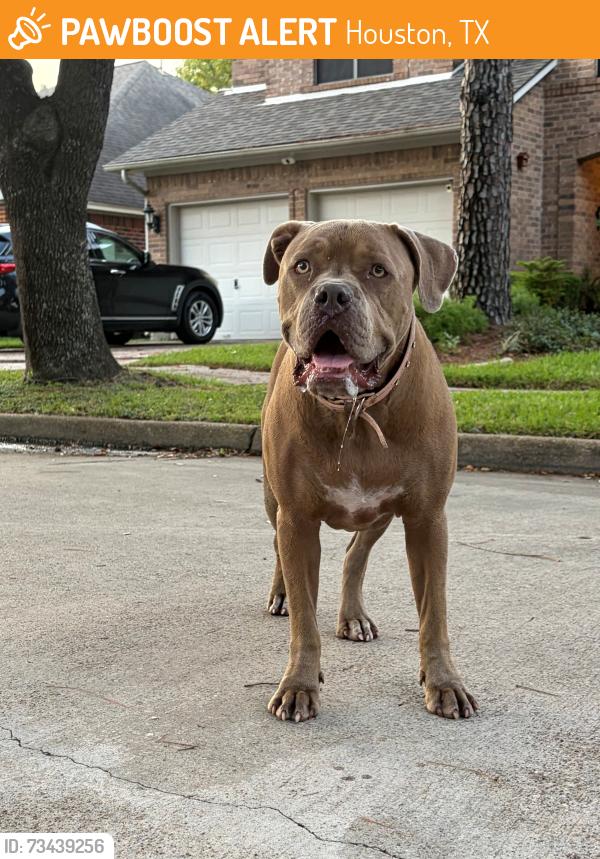 Found/Stray Female Dog last seen Eldridge & West Little York, Houston, TX 77041
