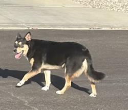 Found/Stray Female Dog last seen Tecate and Juarez, La Quinta, CA 92253