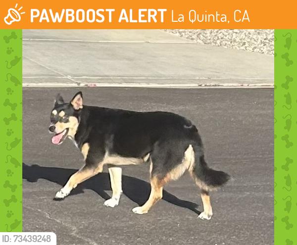 Found/Stray Female Dog last seen Tecate and Juarez, La Quinta, CA 92253