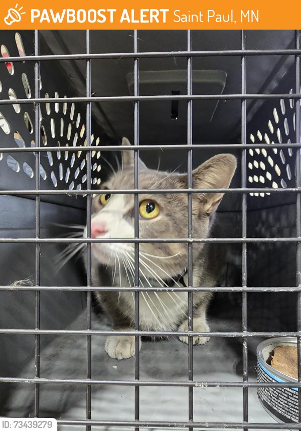 Found/Stray Unknown Cat last seen Hyacinth and sylvan st, Saint Paul, MN 55117