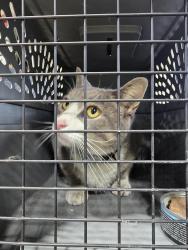 Found/Stray Unknown Cat last seen Hyacinth and sylvan st, Saint Paul, MN 55117