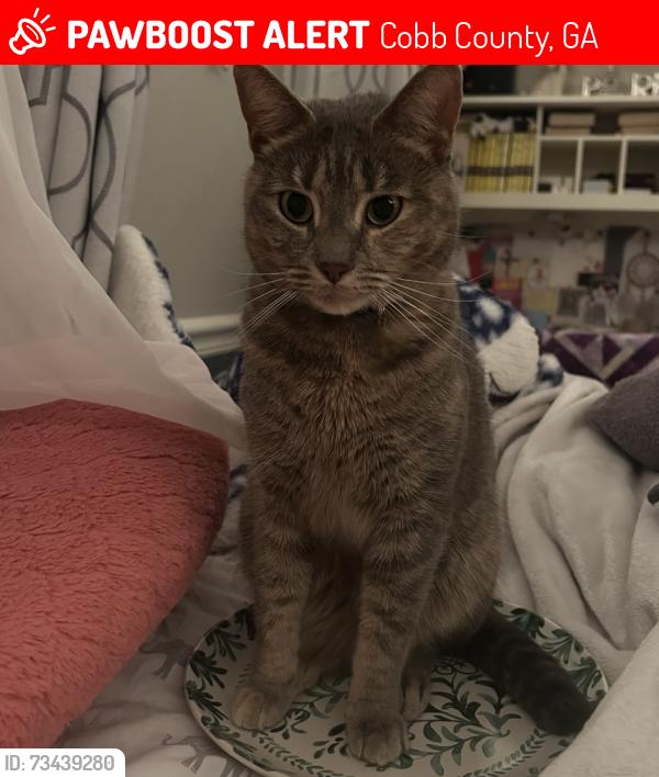 Lost Female Cat last seen Thornwood knoll acworth ga 30102, Cobb County, GA 30144