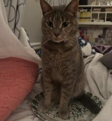 Lost Female Cat last seen Thornwood knoll acworth ga 30102, Cobb County, GA 30144