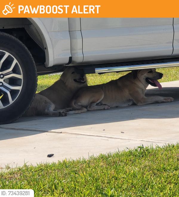 Found/Stray Unknown Dog last seen Jackson road, Montgomery County, TX 77316