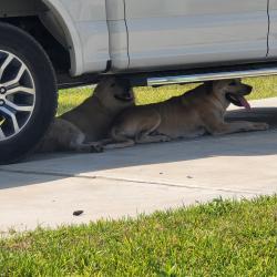 Found/Stray Unknown Dog last seen Jackson road, Montgomery County, TX 77316