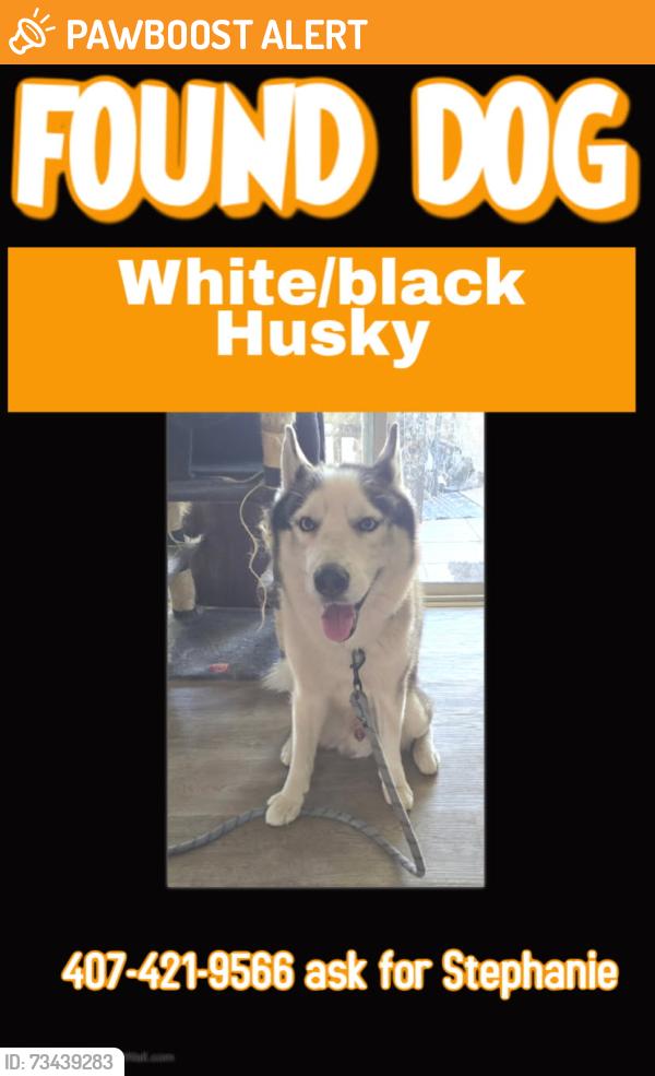 Found/Stray Male Dog last seen Boggy creek elementary school, Buena Ventura Lakes, FL 34743