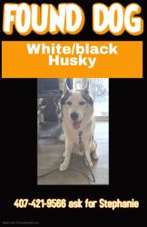 Found/Stray Male Dog last seen Boggy creek elementary school, Buena Ventura Lakes, FL 34743