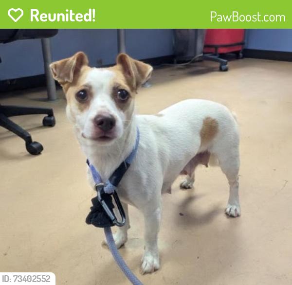 Reunited Female Dog last seen Ball Mill Road, Old Dominion, Marlborough Drive, Atlanta, GA 30350