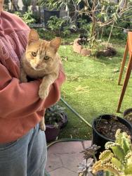 Found/Stray Female Cat last seen Donaldson way, American Canyon, CA 94503