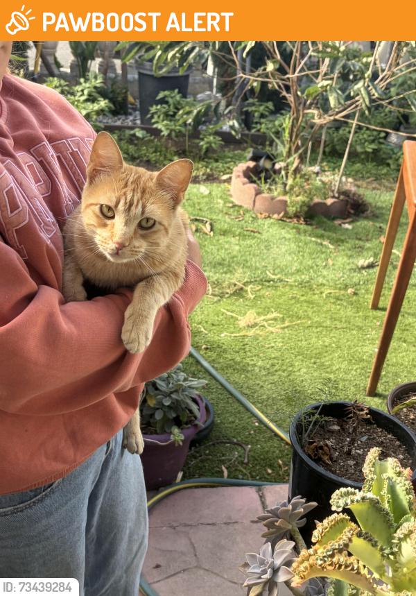 Found/Stray Female Cat last seen Donaldson way, American Canyon, CA 94503