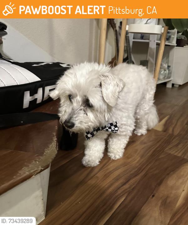 Found/Stray Male Dog last seen Santo Domingo Drive, Pittsburg, CA 94565
