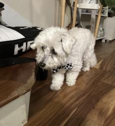 Found/Stray Male Dog last seen Santo Domingo Drive, Pittsburg, CA 94565