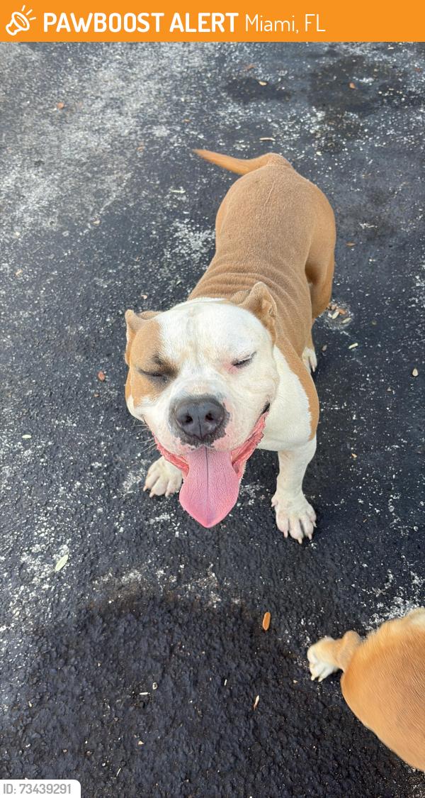 Found/Stray Male Dog last seen West Dixie hwy, Miami, FL 33137