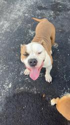 Found/Stray Male Dog last seen West Dixie hwy, Miami, FL 33137
