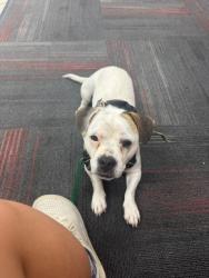 Lost Female Dog last seen Elm Street, Moeser Lane, Fairmont Avenue, El Cerrito, CA 94530