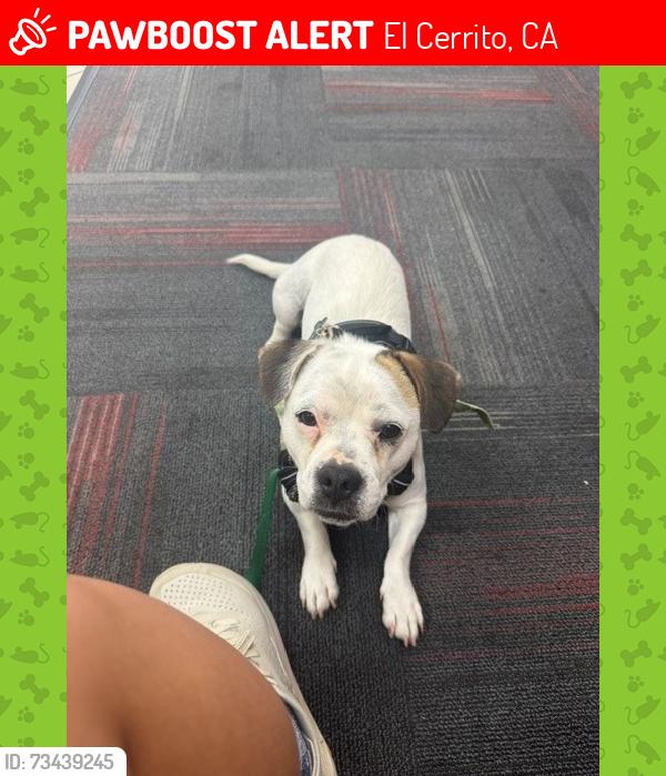 Lost Female Dog last seen Elm Street, Moeser Lane, Fairmont Avenue, El Cerrito, CA 94530