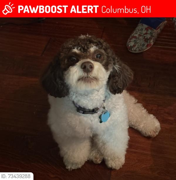 Lost Male Dog last seen Hague rd & Trabue, Columbus, OH 43204