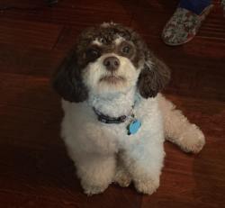 Lost Male Dog last seen Hague rd & Trabue, Columbus, OH 43204