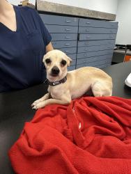 Found/Stray Male Dog last seen brickell, Miami, FL 33199