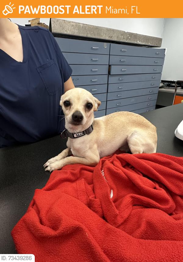 Found/Stray Male Dog last seen brickell, Miami, FL 33199