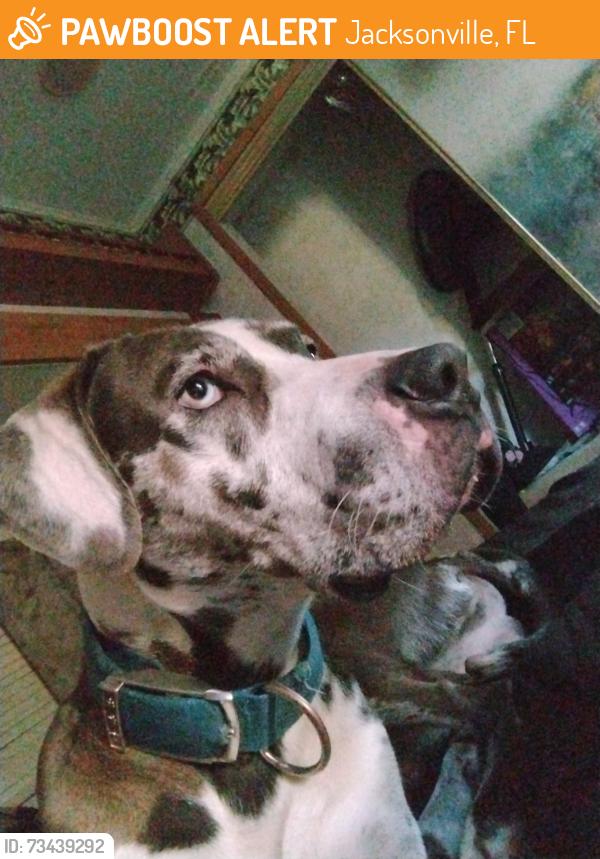 Found/Stray Male Dog last seen Deerfield rd, Jacksonville, FL 32234