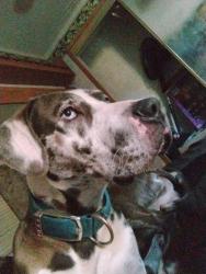 Found/Stray Male Dog last seen Deerfield rd, Jacksonville, FL 32234