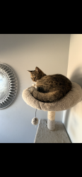 Lost Female Cat last seen 7/11, Edmonton, AB 