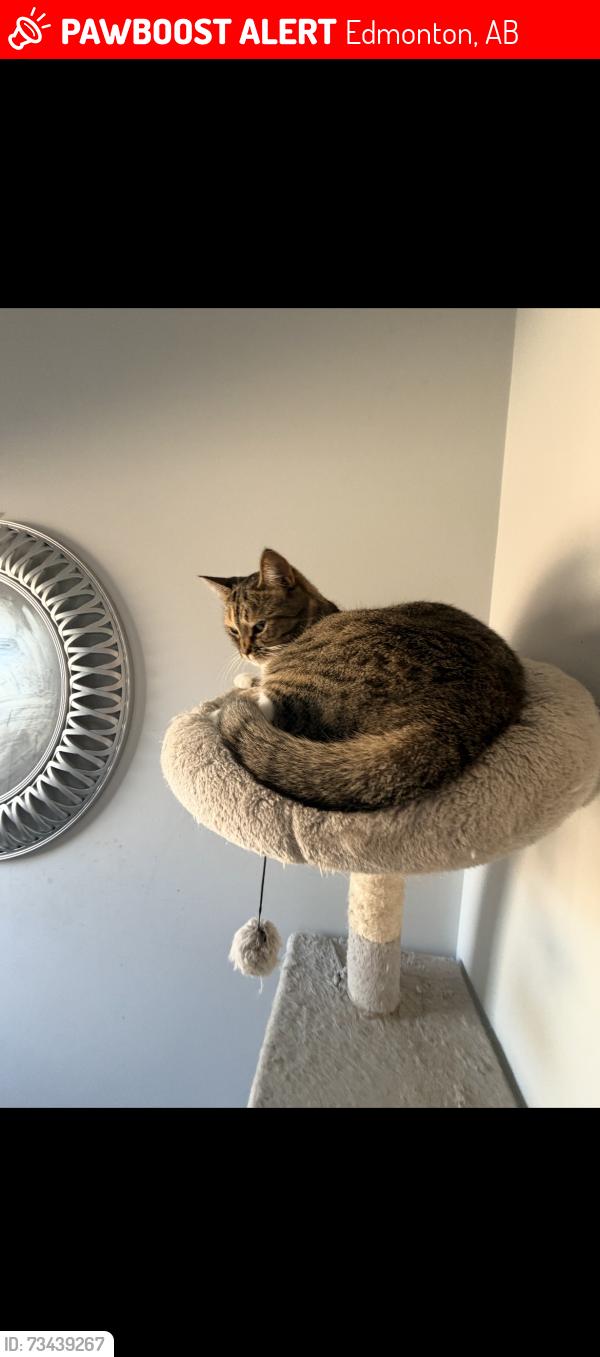 Lost Female Cat last seen 7/11, Edmonton, AB 