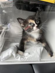 Shelter Stray Female Cat last seen Near Southern Boulevard, BRONX, NY, 10459, 326 E 110th St, New York, NY 10029, USA