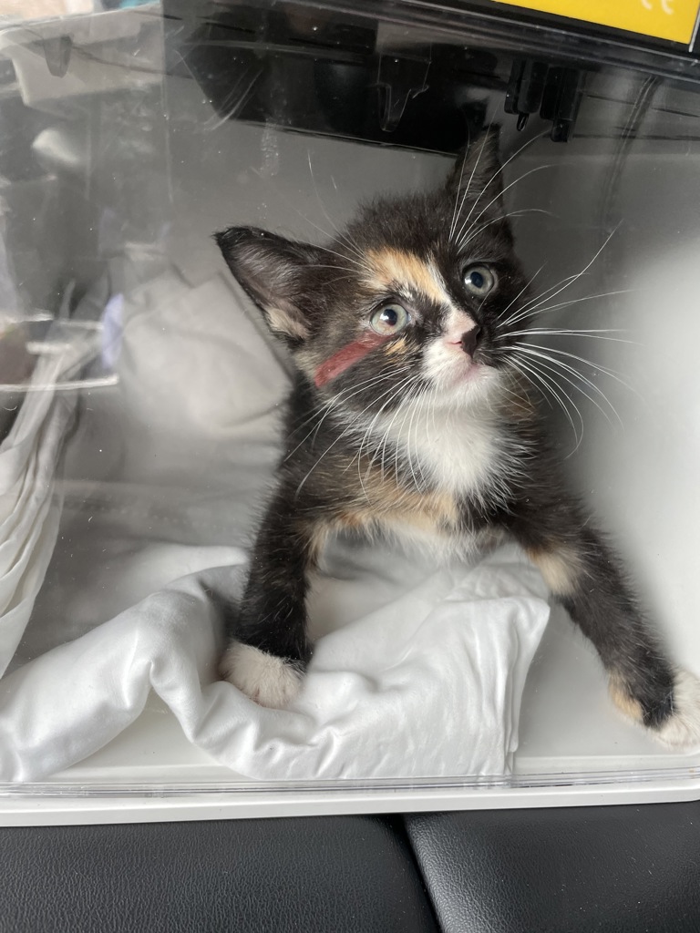 Shelter Stray Female Cat last seen Near Southern Boulevard, BRONX, NY, 10459, 326 E 110th St, New York, NY 10029, USA