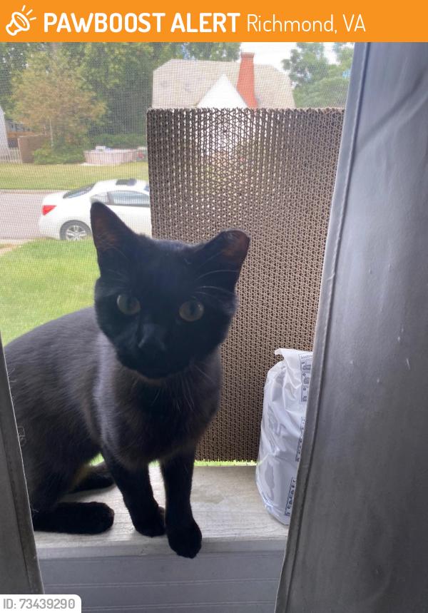 Found/Stray Male Cat last seen Carlisle and Central, Richmond, VA 23231