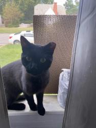 Found/Stray Male Cat last seen Carlisle and Central, Richmond, VA 23231