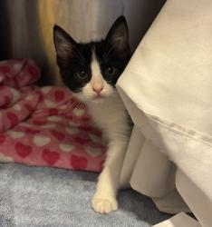 Shelter Stray Female Cat last seen Near El Tejado Road, La Mesa, CA, 91941, 5500 Gaines St, San Diego, CA 92110, USA