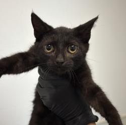 Shelter Stray Male Cat last seen Near S 49th Street, San Diego, CA, 92113, 5500 Gaines St, San Diego, CA 92110, USA