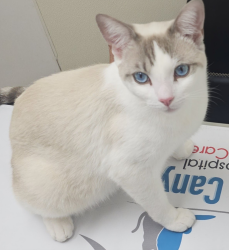Lost Male Cat last seen Harbison Canyon accross from Shadow Hills Elementary, Alpine, CA 91901
